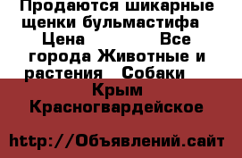 Продаются шикарные щенки бульмастифа › Цена ­ 45 000 - Все города Животные и растения » Собаки   . Крым,Красногвардейское